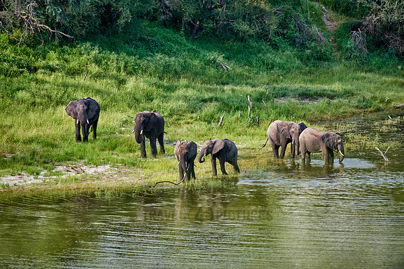 herd of African bush elephants, Boteti River