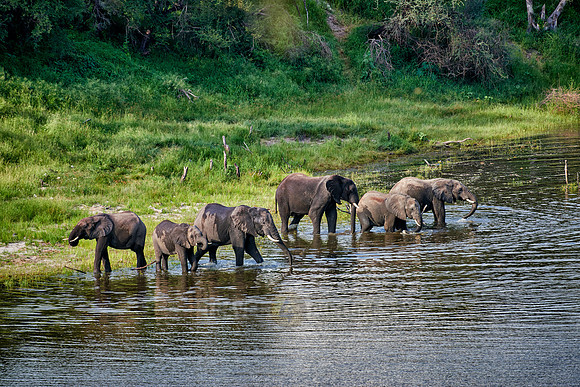 herd of African bush elephants, Boteti River