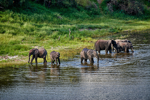 herd of African bush elephants, Boteti River