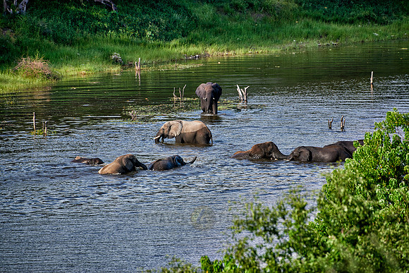 herd of African elephants take a bath in Boteti River