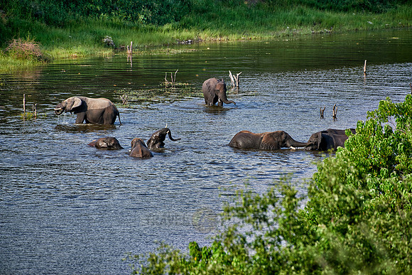 herd of African elephants take a bath in Boteti River