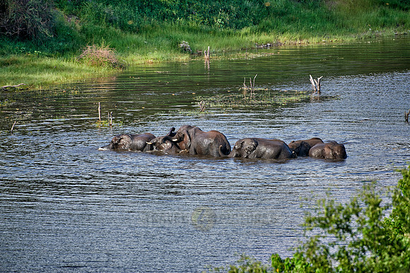 herd of African elephants take a bath in Boteti River
