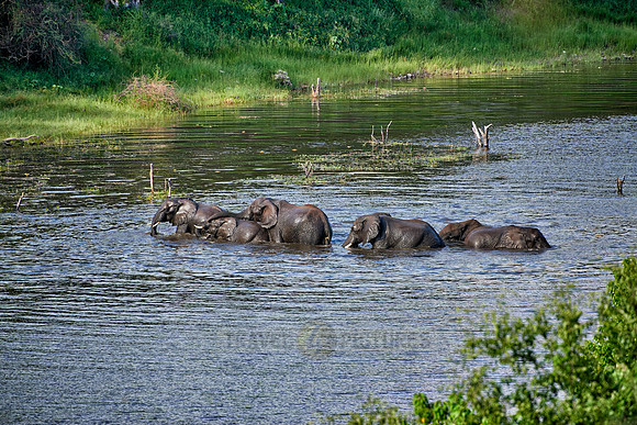 herd of African elephants take a bath in Boteti River
