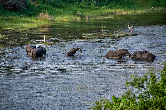 herd of African elephants take a bath in Boteti River