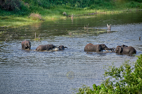 herd of African elephants take a bath in Boteti River