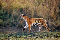 more tigers, Tadoba-Andhari Tiger Reserve, 02-2025