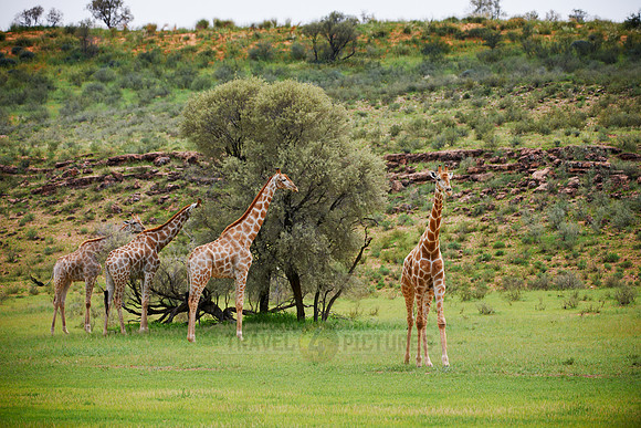 Giraffes