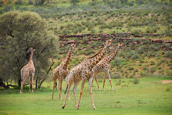Giraffes