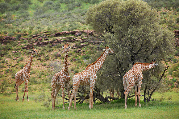 Giraffes