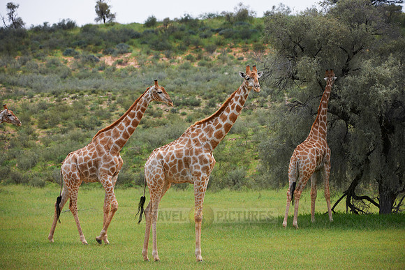 Giraffes