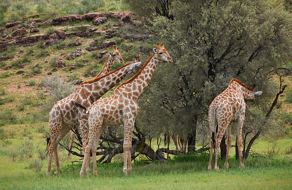 Giraffes