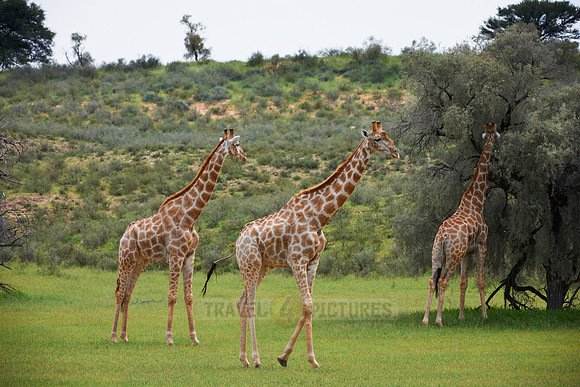 Giraffes