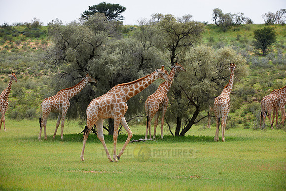 Giraffes