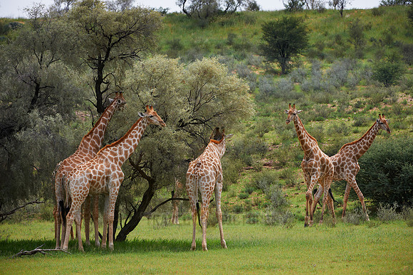 Giraffes