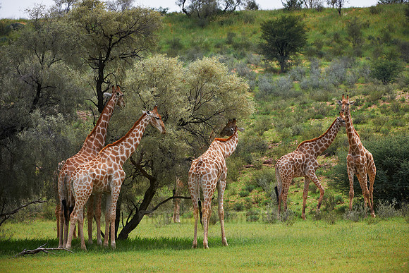 Giraffes
