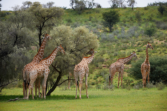 Giraffes