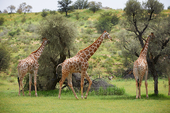 Giraffes