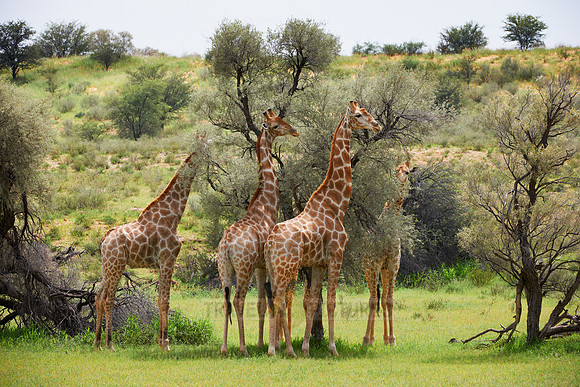 Giraffes