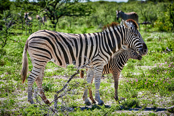 Burchell's zebras, mother with foal