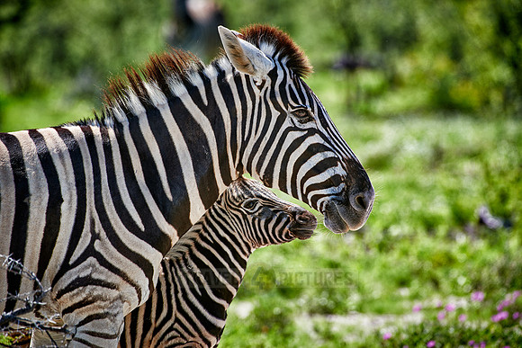 Burchell's zebras, mother with foal