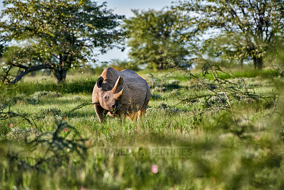 Black rhinoceros