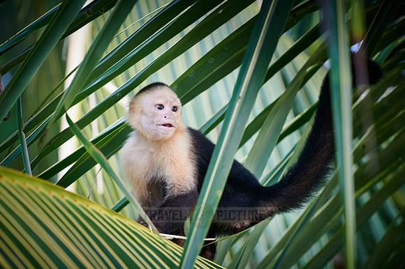 Panamanian white-faced capuchin (Cebus imitator)|