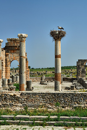 Basilica of Volubilis