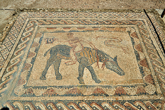 Mosaic inside house of the Ephebe in  Volubilis