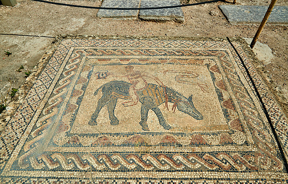 Mosaic inside house of the Ephebe in  Volubilis