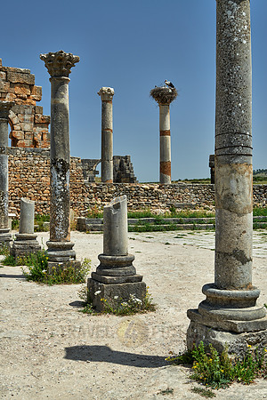Basilica of Volubilis