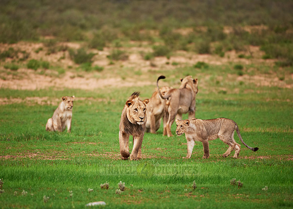 young lions playing, Panthera leo