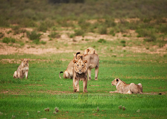 young lions playing, Panthera leo