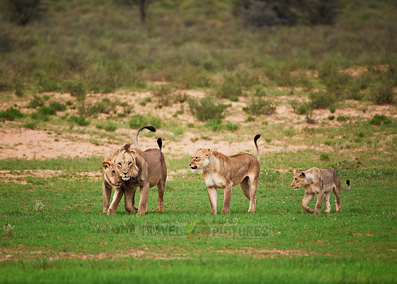 young lions playing, Panthera leo