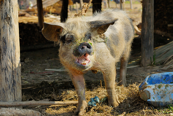 funny domestic pig in a village near Lake Inle