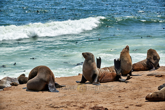 Brown fur seal, Arctocephalus pusillus, Cape Cross,
