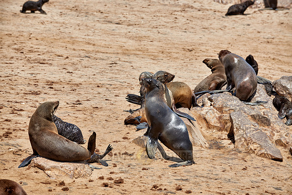 Brown fur seal, Arctocephalus pusillus, Cape Cross,