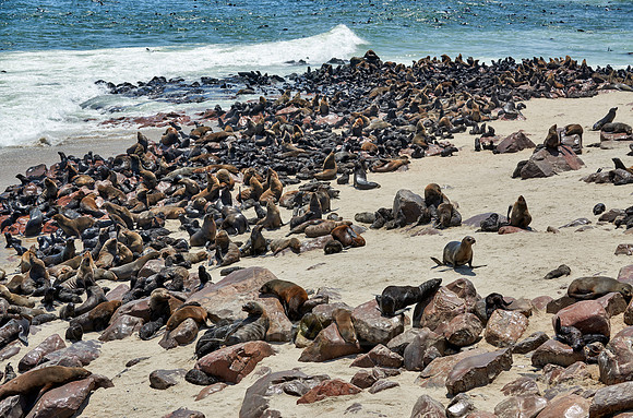 Brown fur seal, Arctocephalus pusillus, Cape Cross,
