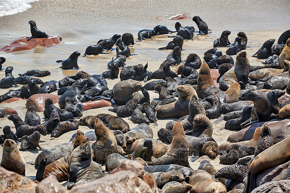 Brown fur seal, Arctocephalus pusillus, Cape Cross,