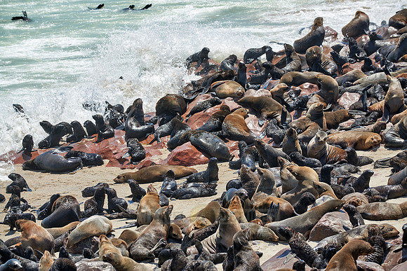 Brown fur seal, Arctocephalus pusillus, Cape Cross,