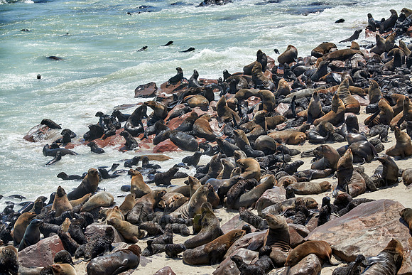 Brown fur seal, Arctocephalus pusillus, Cape Cross,