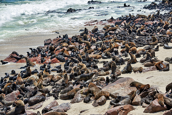 Brown fur seal, Arctocephalus pusillus, Cape Cross,
