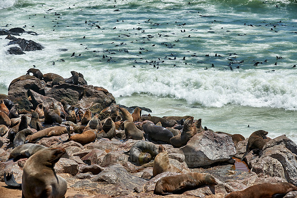 Brown fur seal, Arctocephalus pusillus, Cape Cross,