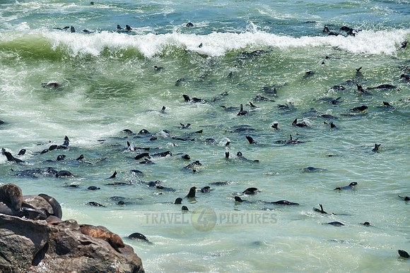 Brown fur seal, Arctocephalus pusillus, Cape Cross,