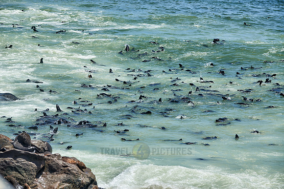 Brown fur seal, Arctocephalus pusillus, Cape Cross,
