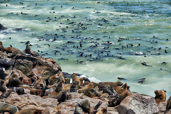 Brown fur seal, Arctocephalus pusillus, Cape Cross,