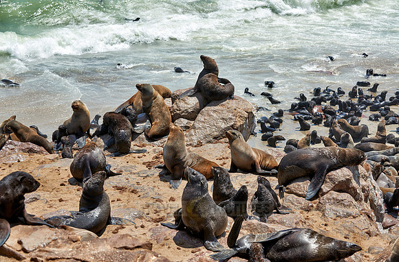 Brown fur seal, Arctocephalus pusillus, Cape Cross,