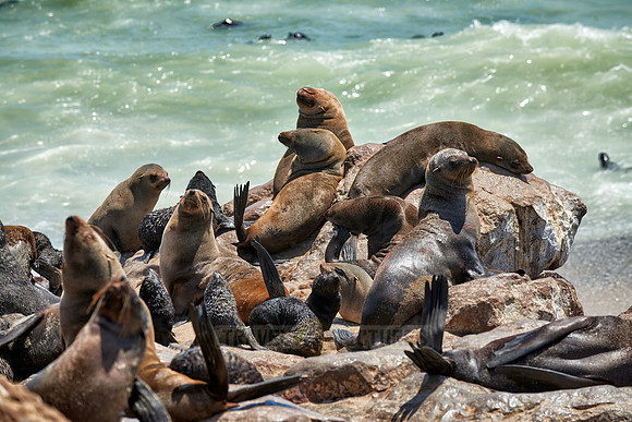 Brown fur seal, Arctocephalus pusillus, Cape Cross,