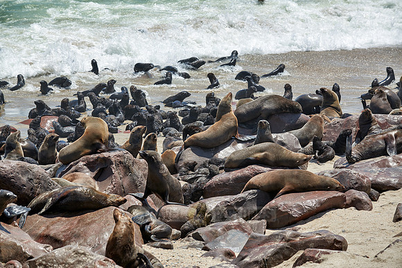 Brown fur seal, Arctocephalus pusillus, Cape Cross,