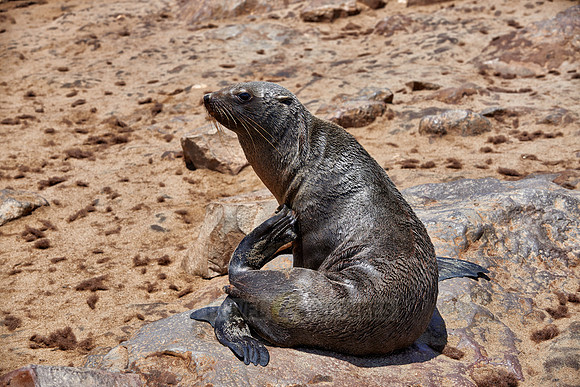 Brown fur seal, Arctocephalus pusillus, Cape Cross,