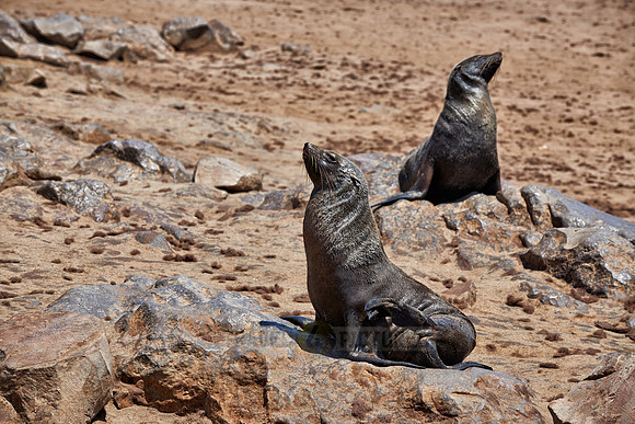 Brown fur seal, Arctocephalus pusillus, Cape Cross,